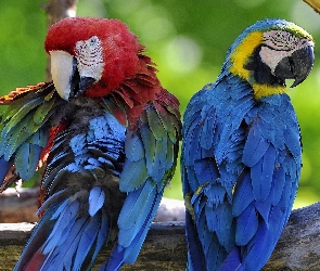Ary, Papugi, Dwie, Kolorowe