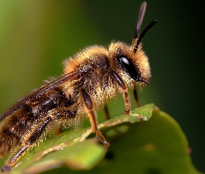 Pszczoła, Makro, Zdjęcie