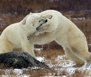 Dwa, Polarne, Niedźwiedzie