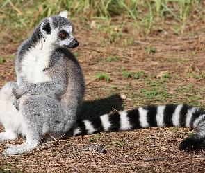 Piękny, Ogon, Lemur