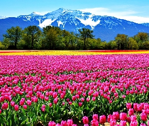 Góry, Tulipany, Pole