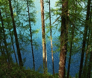 Las, Jezioro