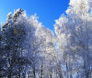 Śnieg, Zima, Drzewa