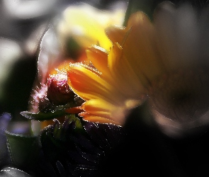 Polne, Fractalius, Kwiaty