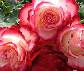 Róże, Różowe