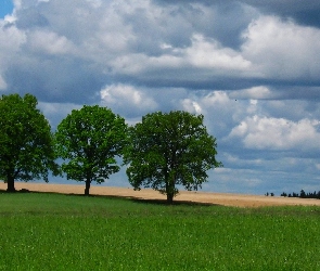 Drzewa, Chmury, Pole, Wiosna