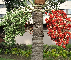Drzewo, Owoce, Czerwone, Zielone, Egzotyczne