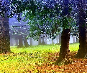 Jesień, Liście, Las