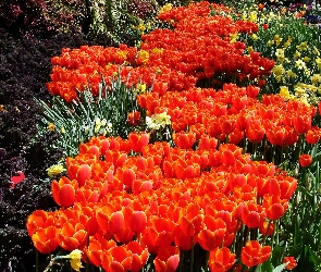 Pomarańczowe, Kwiatowy, Dywan, Tulipany