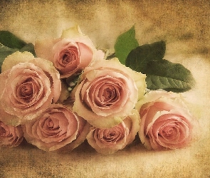 Różowe, Tło, Cieniowane, Róże, Piękne