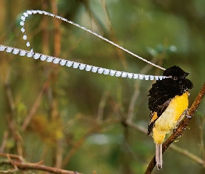 Rajski, Wstęgogłów