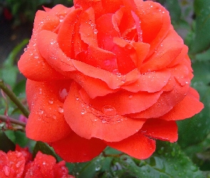 Róża, Krople