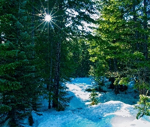 Las, Choinki, Zima