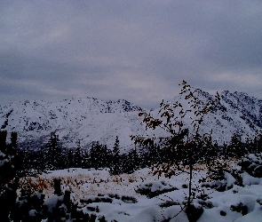 Góry, Gąsienicowa, Tatry, Hala, Zimą