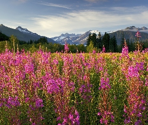 Kwitnący, Brotherhood Park, Chwast, Ognisty, Fireweed