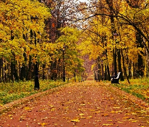 Drzewa, Jesień, Ławka, Liście, Park