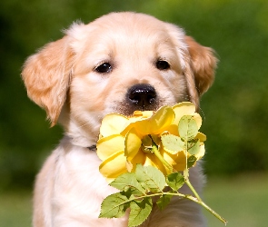 Pies, Róża, Golden retriever, Żółta, Szczeniak