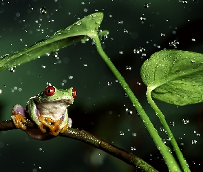 Żaba, Liście, Deszcz