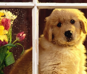 Kwiatów, Pies, Biały, Golden Retriever, Krople, Okno, Deszczu, Bukiet