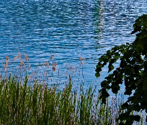 Jezioro, Szuwary, Trawy