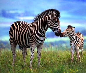 Młode, Trawa, Zebra