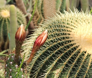 Kwitnące, Kolce, Kaktusy