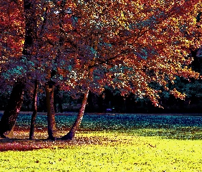 Kolorowy, Drzewa, Park