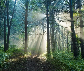 Słońca, Las, Promienie