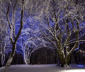 Drzewa, Zima, Noc, Las