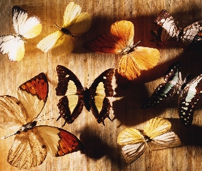 Grafika, Kolorowe, Motyle