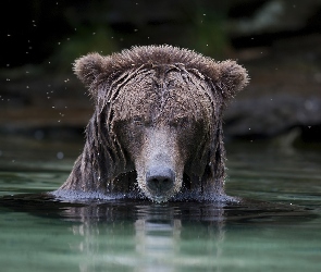 Kąpiel, Niedźwiedź