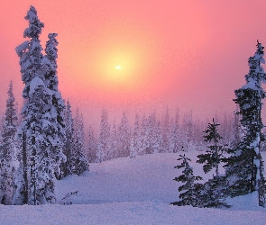 Słońce, Zaspy, Las, Śnieg, Promienie
