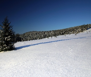 Mróz, Zaspy, Las, Śnieg