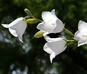 Białe, Kwiaty, Dzwonki