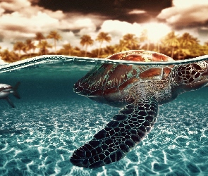 Żółw, Ocean, Wodny