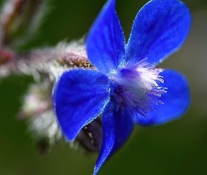 Niebieskie, Płatki, Kwiat