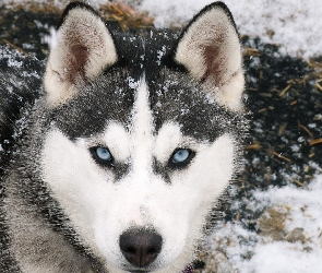 Śnieg, Siberian Husky