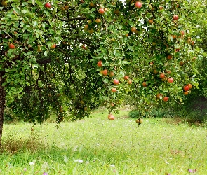 Owoce, Jabłonka