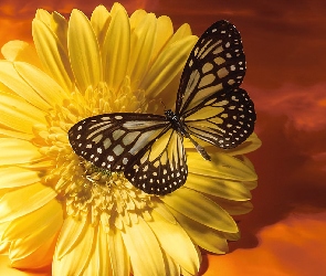Kwiat, Motyl, Zółty