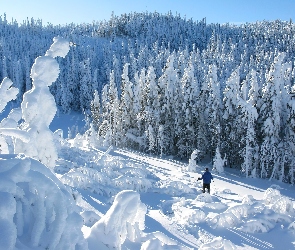 Śnieg, Narciarz, Las