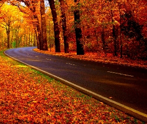 Las, Jesień, Liście, Kolorowe, Droga