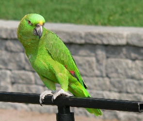 Papuga, Drążek, Zielona