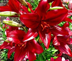 Kwiaty, Lilie, Czerwone