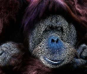 Małpa, Orangutan sumatrzański