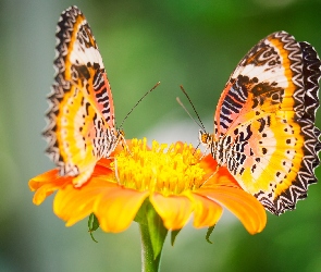Dwa, Kwiatek, Motyle