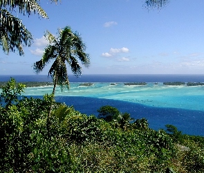 Bora Bora, Zieleń, Palmy, Woda, Polinezja Francuska