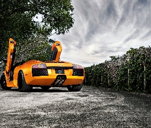 Drzewa, Lamborghini, Droga