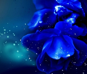 Niebieski, Wody, Krople, Kwiat