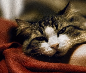 Kotek, Łóżeczko