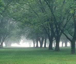 Park, Drzewa, Mgła